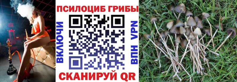 Псилоцибиновые грибы Psilocybe  где купить наркоту  Заводоуковск 